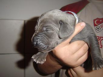 Bonjour Beaux Chiens