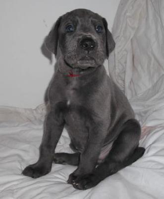 Blue Lady Beaux Chiens