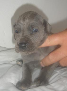 Blue Lady Beaux Chiens
