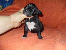 Faroh Bocca D�tigre