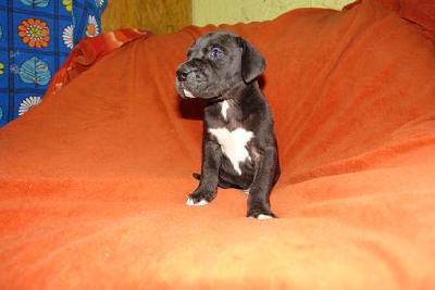 Faroh Bocca D�tigre