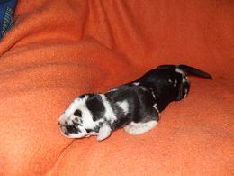 Fillippo Bocca D�tigre