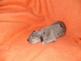 Ferdi Bocca D�tigre