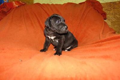 Fabienne Bocca D�tigre