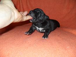 Fabienne Bocca D�tigre