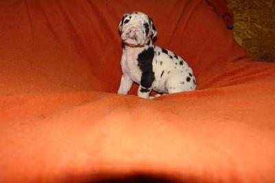 Felissa-emmi Bocca D�tigre