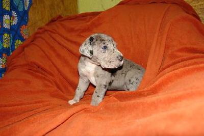 Filipa Bocca D�tigre