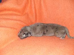 Filipa Bocca D�tigre