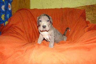 Fenja Bocca D�tigre