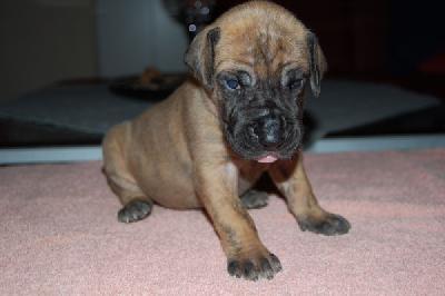 Johnnie Walker Vom Teuchelwald