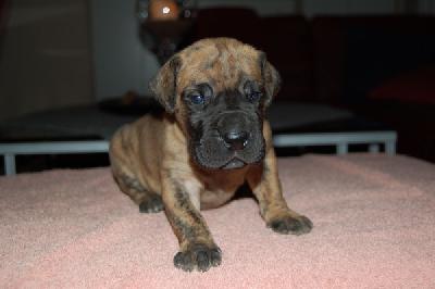 Jack Daniels Vom Teuchelwald