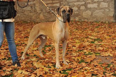 Ch Junkie Vom Teuchelwald