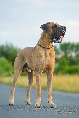 Ch Junkie Vom Teuchelwald