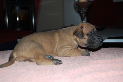 Jolie Vom Teuchelwald