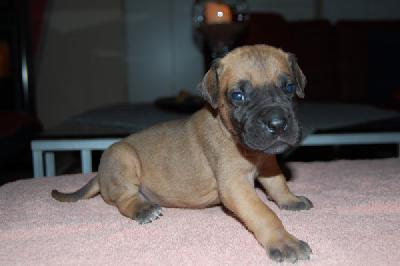 Jamaika Vom Teuchelwald