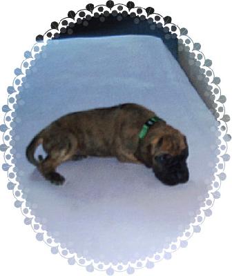 Murphy Vom Sprendlinger Tal