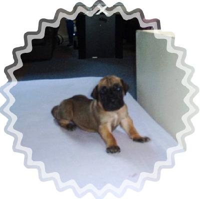 Major Vom Sprendlinger Tal