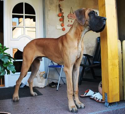 Major Vom Sprendlinger Tal