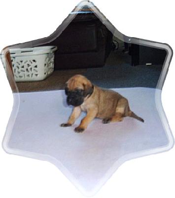 Montana Vom Sprendlinger Tal