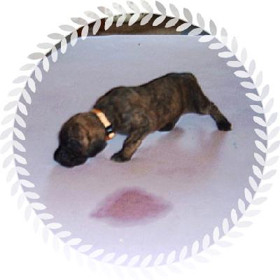 Maite Vom Sprendlinger Tal