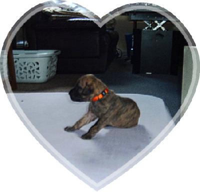 Mercedes Vom Sprendlinger Tal