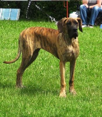 Mercedes Vom Sprendlinger Tal