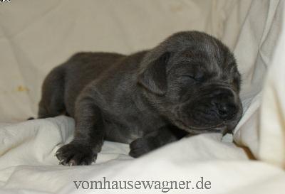 Ipso Vom Hause Wagner