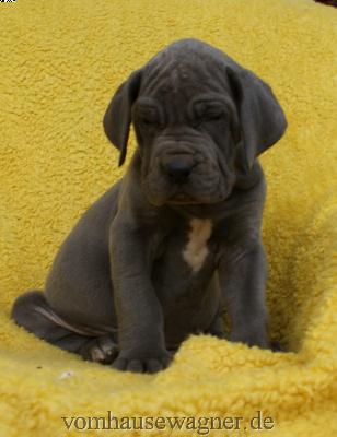 Ipso Vom Hause Wagner