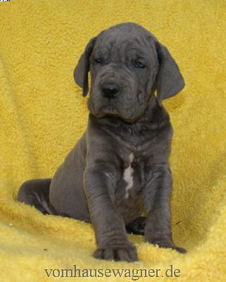 Impetus Vom Hause Wagner