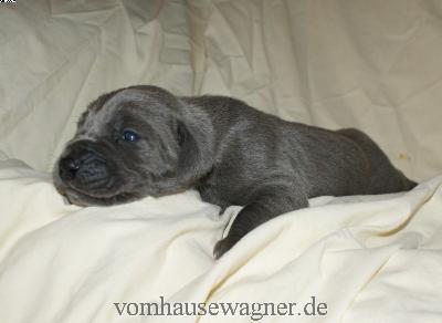 I-kleoniki Mandalou Vom Hause Wagner