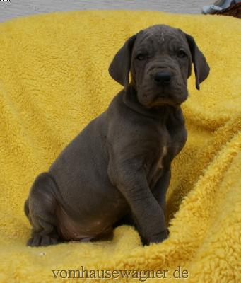 I-kleoniki Mandalou Vom Hause Wagner