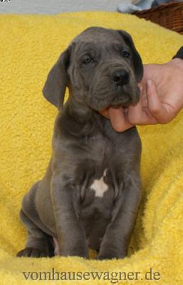 Ignorant Vom Hause Wagner