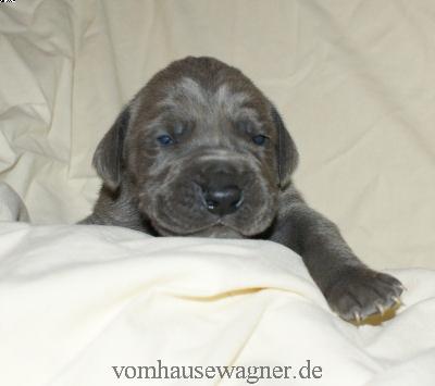 Ignorant Vom Hause Wagner