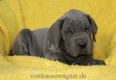 Ignorant Vom Hause Wagner