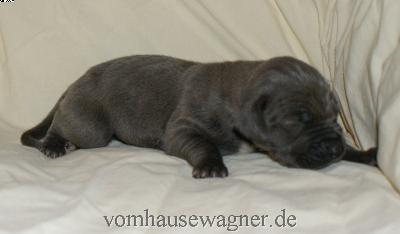 Infinity Vom Hause Wagner