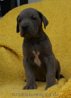 Infinity Vom Hause Wagner