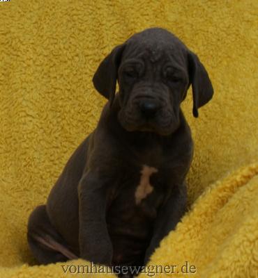 Illusion Vom Hause Wagner