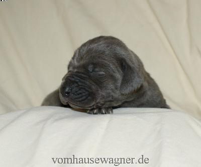 Illusion Vom Hause Wagner