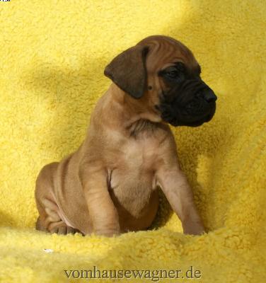 Johanna Vom Hause Wagner