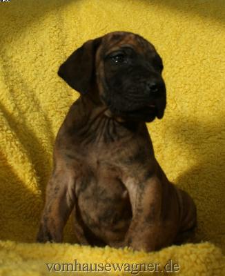 Jungfrau Vom Hause Wagner