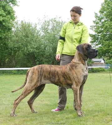 Tosca By Dejan & Ines