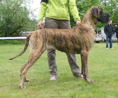 Tosca By Dejan & Ines