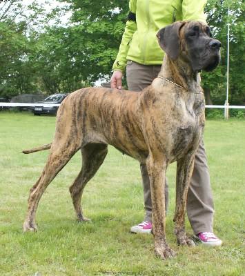 Tosca By Dejan & Ines