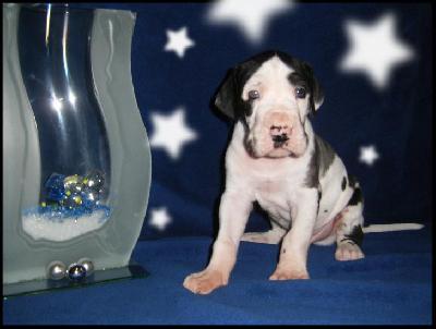 Oxci2009121901 Von Blue Ground