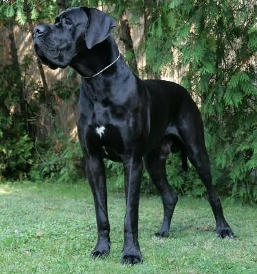 Eiyu Of Austria Great Stars