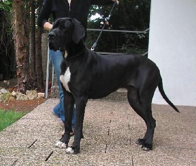 Black Beautiful Girl Des Habits Rouges