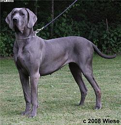 Qisha Von Blue Ground