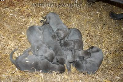 Kyphos Vom Hause Wagner