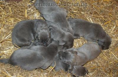 Ch Kryptos Vom Hause Wagner