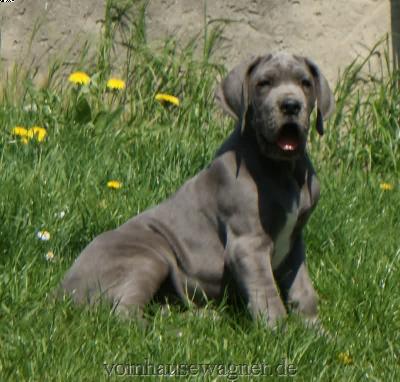 Ch Kryptos Vom Hause Wagner